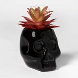 Crâne noir Halloween succulent