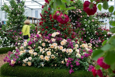 spectacle de fleurs rhs chelsea 2019