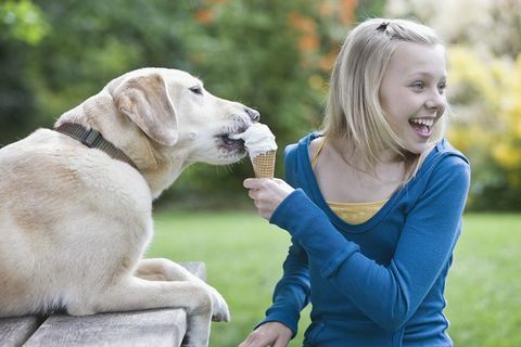 Labrador manger