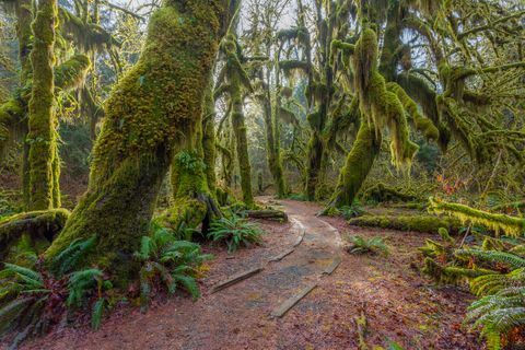 un chemin dans la forêt verte féerique la forêt le long du sentier est remplie de vieux arbres tempérés couverts de mousses vertes et brunes