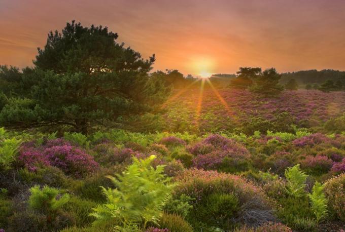 montre de printemps rspb arne dorset