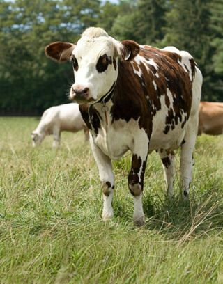 vache brune et blanche