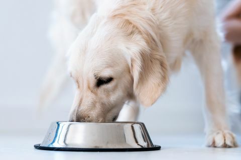 chien mangeant de la nourriture dans un bol