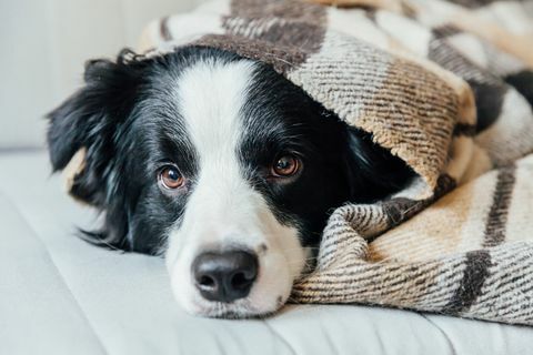 chien endormi sur le canapé