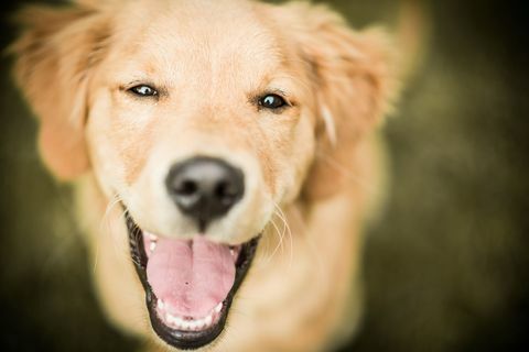 Chien labrador heureux souriant