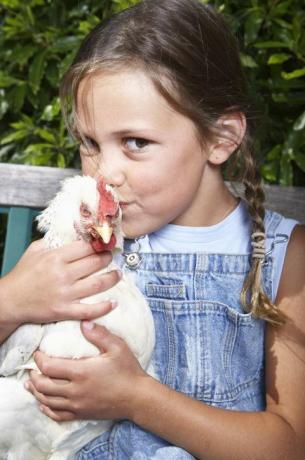 CDC met en garde contre le baiser de poulets