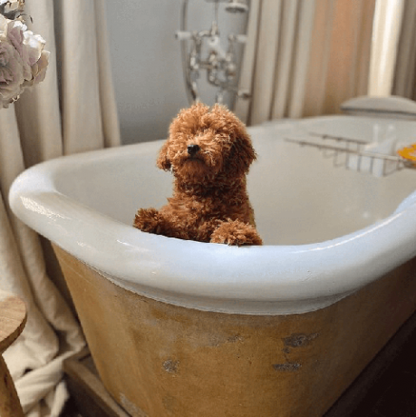 chiens dans les bains images amusantes