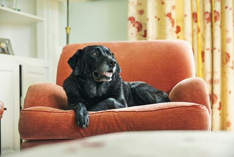 Labrador noir senior se reposant sur un fauteuil