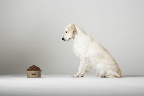 Labrador regardant son bol de nourriture