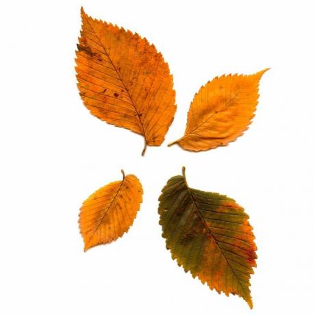 types de feuilles d'automne