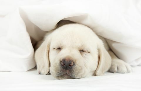 Chiot Labrador dormant dans un lit