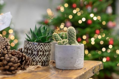 Cactus de Noël, Wyevale Garden Centres
