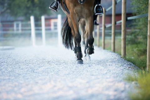 Moitié inférieure du cheval - jambes et sabots