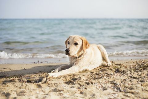 Chien, coucher plage