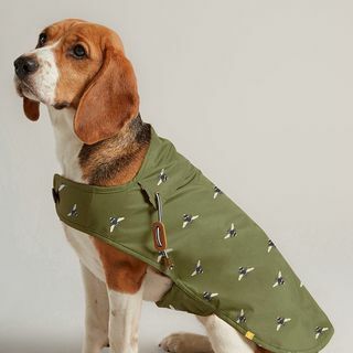 Manteau pour chien ciré vert olive 