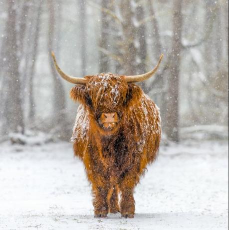 animaux dans la neige uk
