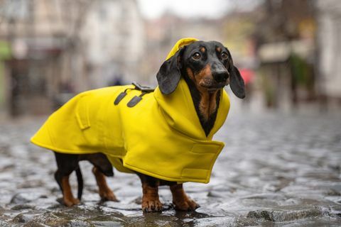 mignon chien teckel, noir et feu, vêtu d'un manteau de pluie jaune se dresse dans une flaque d'eau sur une rue de la ville