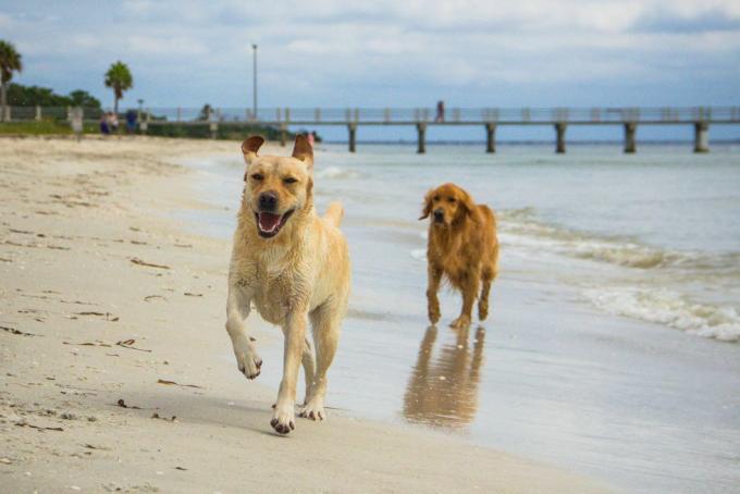 Labrador retriever et chiens golden retriever courant le long de la plage, Fort de Soto, Floride, Amérique Latine, États-Unis