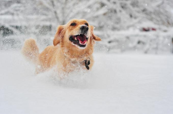 chien golden retriever courant sur la neige fraîche