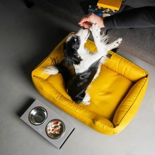 Lit pour chien JAUNE avec housse amovible nid de chien lumineux MOUTARDE XS - Tapis de taille XXL pour chien, Cadeau pour les propriétaires de chiens