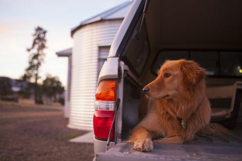 chien dans le coffre de voiture ouvert