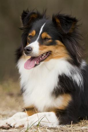 Border Collie Sheltie Mix