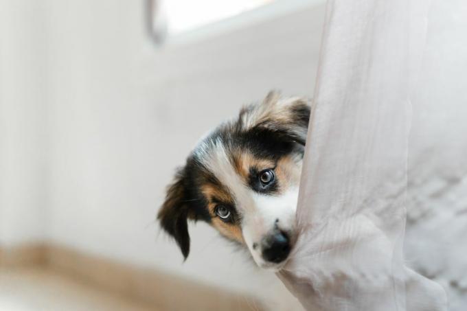 portrait de chiot border collie mordant un rideau