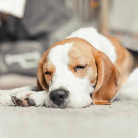 sommeil de chiot beagle