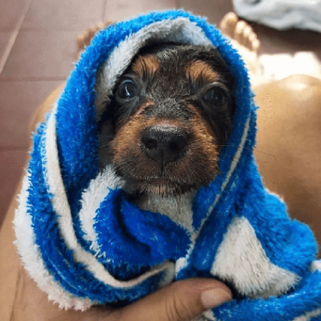 chiens dans les bains images amusantes