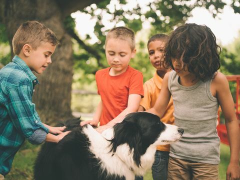 Chien jouant avec un groupe d'enfants à l'extérieur