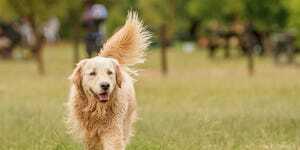 golden retriever qui marche