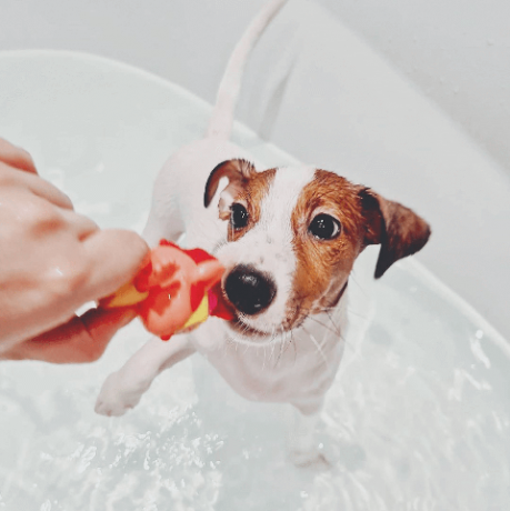 chiens dans les bains images amusantes