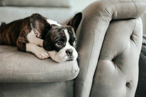 un bouledogue français ennuyé allongé et reposant sur un canapé regardant à l'extérieur