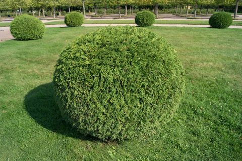 Arbuste thuja orientalis en forme de jardin topiaire à boules. Arbre décoratif à feuilles persistantes arrondi