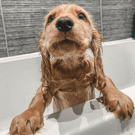 chiens dans les bains images amusantes