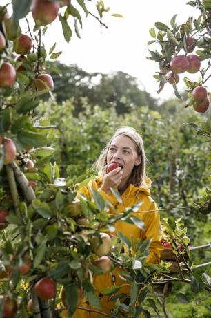 jeune femme mangeant une pomme d'un arbre dans un verger