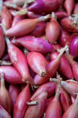 Oignons torpilles violet rougeâtre allongé au marché de producteurs