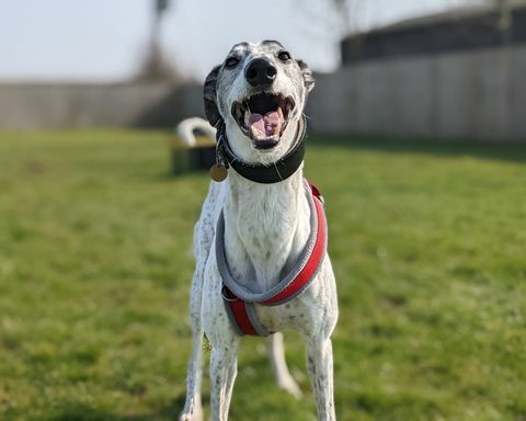 bandit le chien de sauvetage lurcher de huit ans