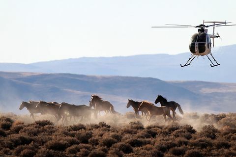 mustangs au Nevada