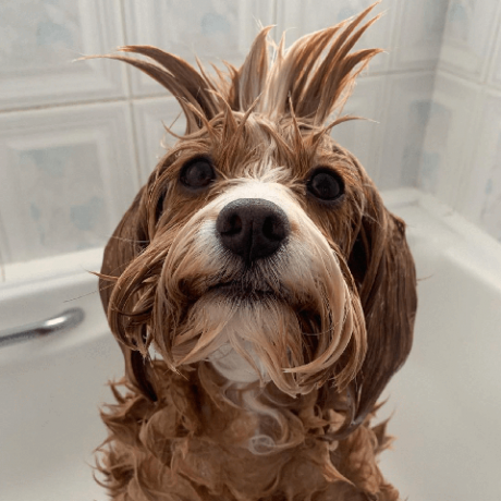 chiens dans les bains images amusantes