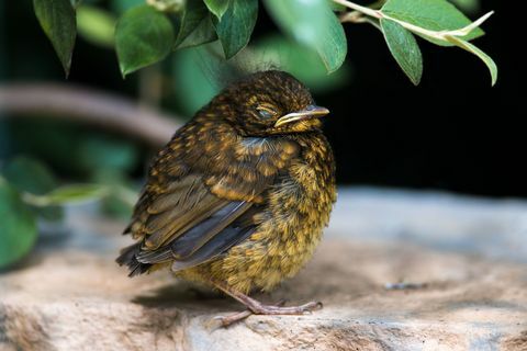 Que faire si vous trouvez un bébé oiseau sur le sol - Comment prendre soin d'un jeune oiseau