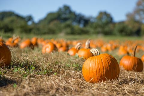 calembours d'automne