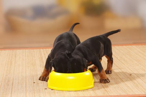 Chiots mangeant dans un bol jaune