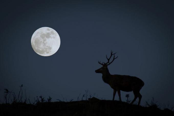 pleine lune avec mâle en silhouette représentant la lune du chasseur d'octobre