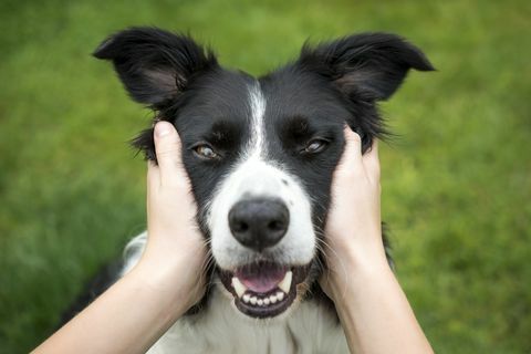 Jeune fille tenant la tête d'un beau chien Border Collie