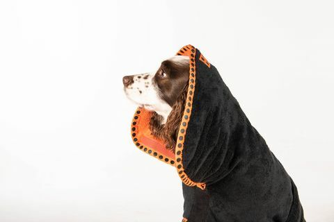 Ruff and Tumble lance un nouveau manteau de séchage pour chiens avec Crufts