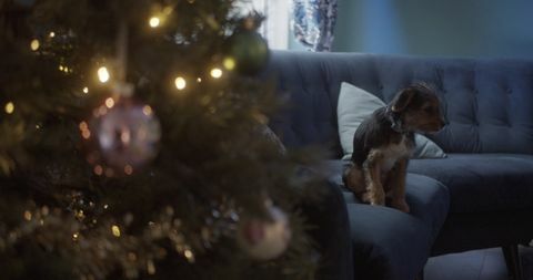 annonce de noël rspca 2021