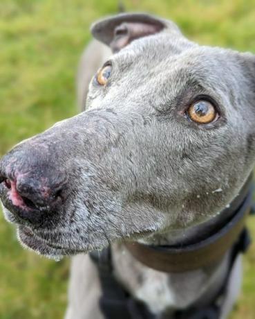 chien de sauvetage bronco a besoin de nouveaux propriétaires