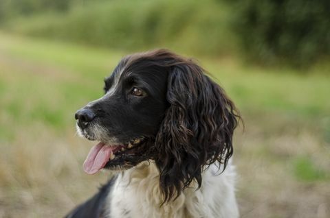 meilleure race de chiens pour les coureurs