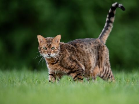 Portrait de chat debout sur terrain herbeux